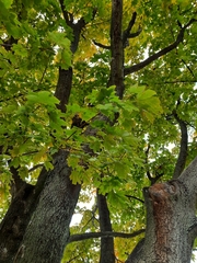 Acer platanoides