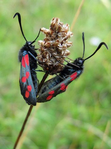Zygaena filipendulae filipendulae