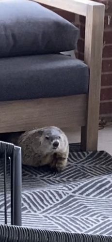 Groundhog photographed in Kansas