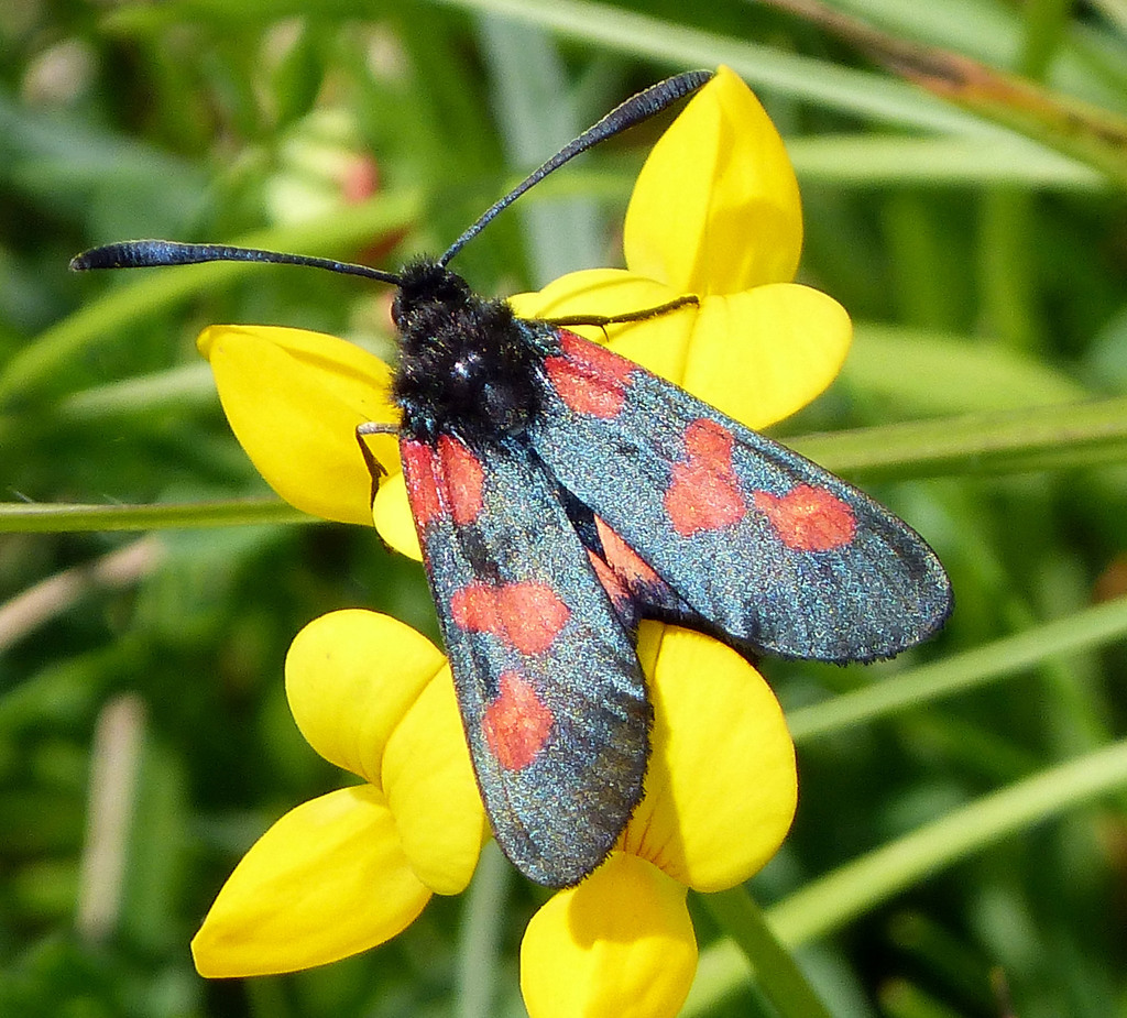 Five-spot Burnet
