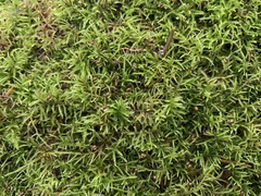 Sciuro-hypnum starkei