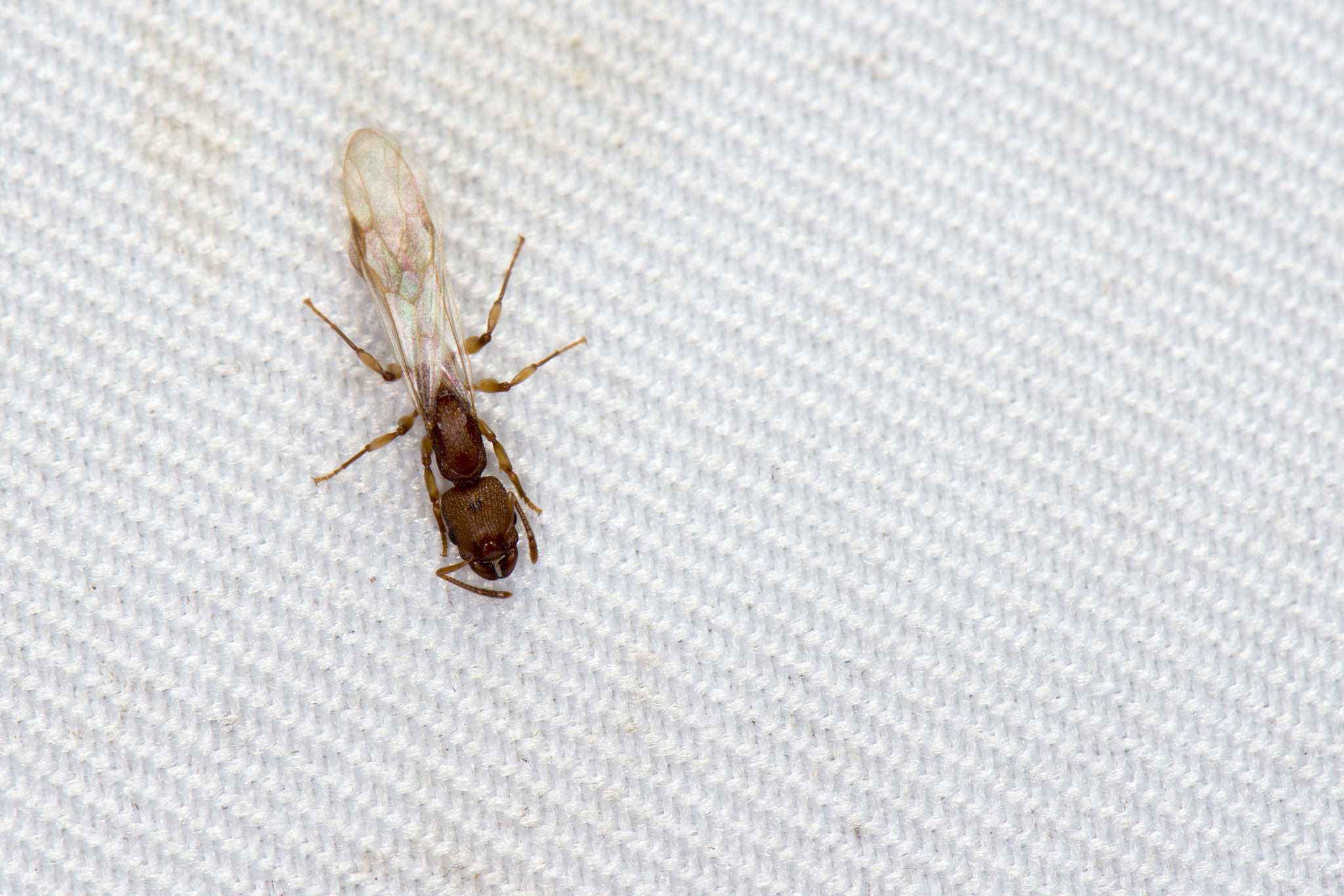 Paratopula ceylonica