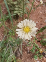 Lactuca indica