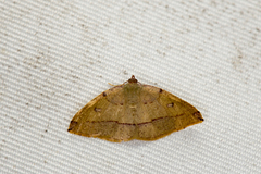 Heterolocha