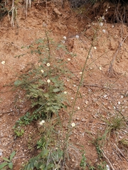 Lactuca indica