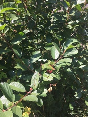 Frangula betulifolia