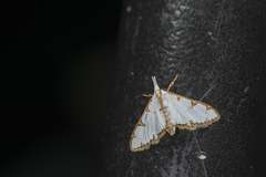 Cirrhochrista spinuella