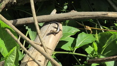 Maracaiba meridensis