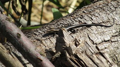 Maracaiba meridensis