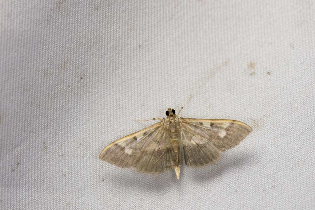 Patania costalis