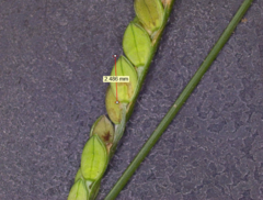Paspalum pubiflorum
