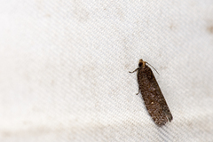 Cryptaspasma