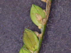 Paspalum pubiflorum