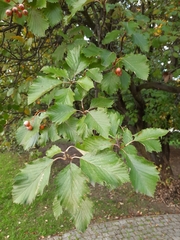 Crataegus