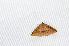 Heterolocha