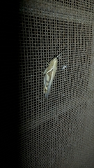 Orthoptera