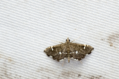 Diathrausta profundalis