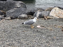 Larus michahellis