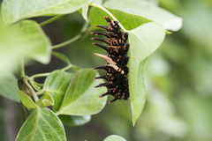 Troides aeacus kaguya