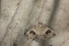 Bastilla joviana joviana