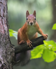 Sciurus vulgaris