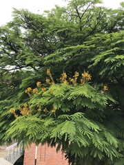 Peltophorum pterocarpum