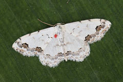 Scopula decorata congruata