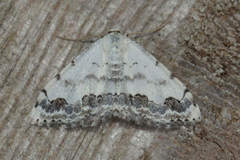 Scopula decorata congruata