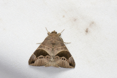 Bastilla joviana joviana