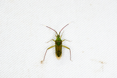 Hyalopeplus spinosus