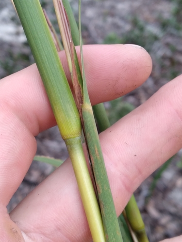 Image of Anatherum floridanum by (c) Scott Ward, some rights reserved (CC BY)