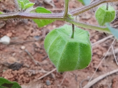 Physalis pubescens