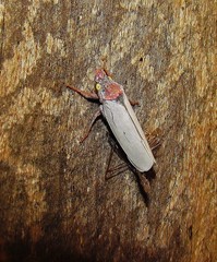 Diestostemma ptolyca