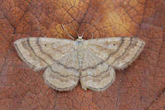 Scopula ochraceata
