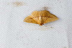 Striglina