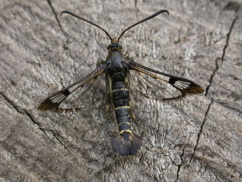 Currant Clearwing Moth photo 2