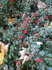Cotoneaster