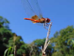 Dythemis maya