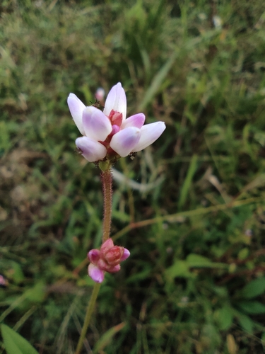 Persicaria hastatosagittata iNat (2)