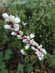 Persicaria jucunda