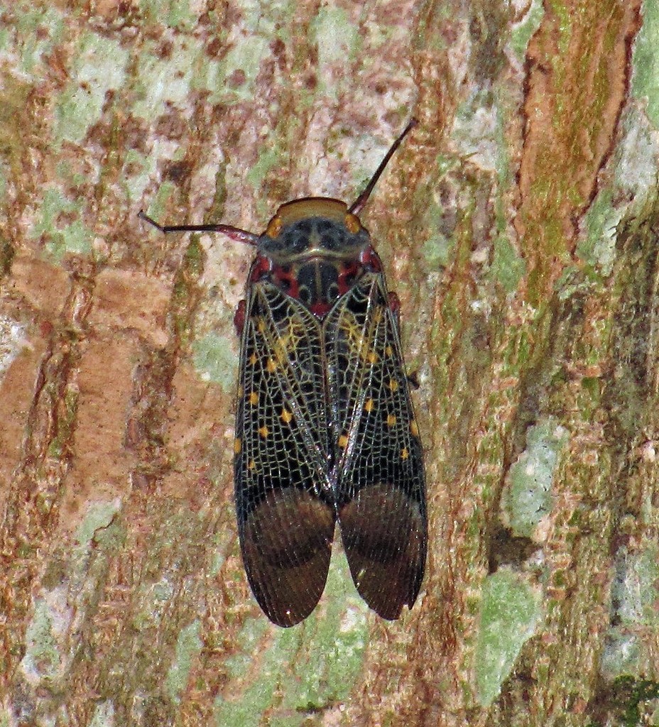 Scaralis picta