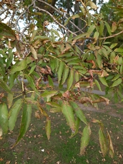 Fraxinus