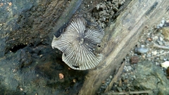Fungi