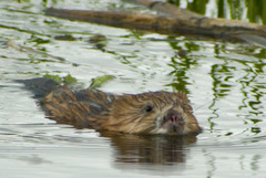 Ondatra zibethicus