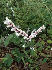 Persicaria jucunda