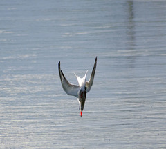 Sterna hirundo