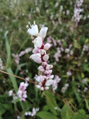 Persicaria jucunda