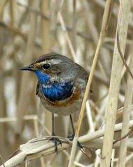 Luscinia svecica