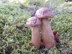 Aureoboletus projectellus