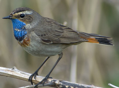 Luscinia svecica